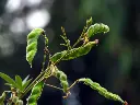leaf-3228642_1280.webp