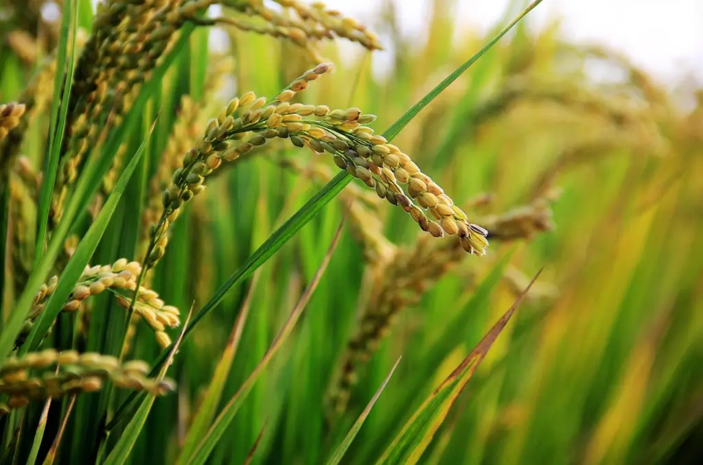 in-rice-field-2679153_1280.webp