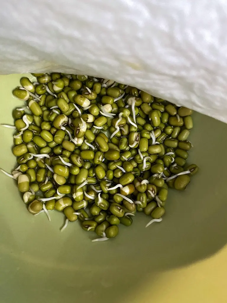 mung-beans-5928237_1280.webp