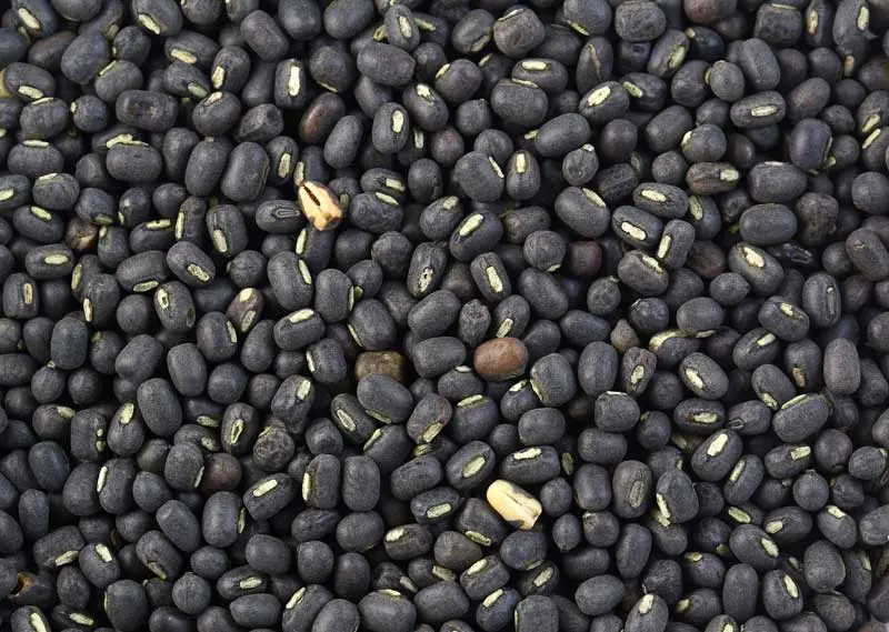 black-moong-dal.webp