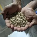 Organic Bajra (Pearl Millet) - 1 Kg 