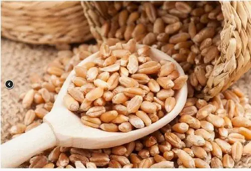 Natural Sharbati wheat Seeds - 1 Kg 