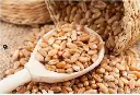 Natural Sharbati wheat Seeds - 1 Kg 